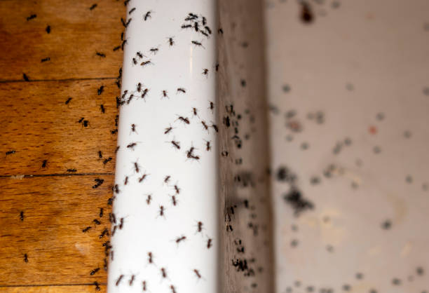 Best Flea Control Services  in Pearl River, LA