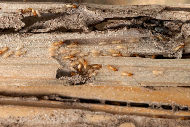 Best Wildlife Control Services  in Pearl River, LA
